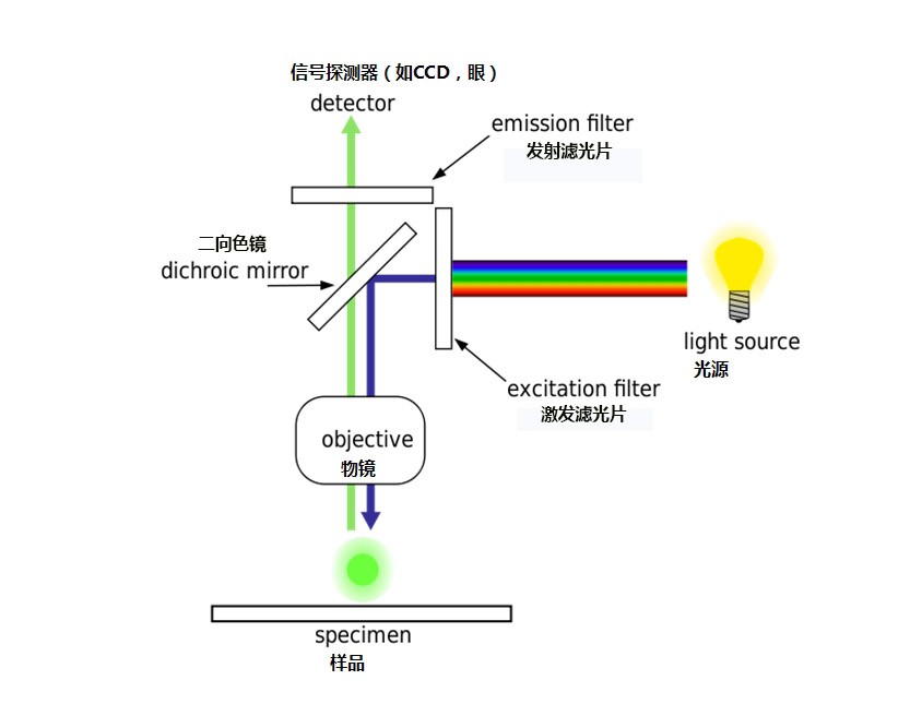 熒光顯微鏡原理圖